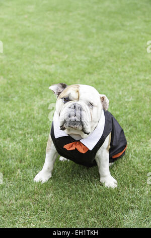 Bulldog anglais tuxedo, détail d'un chien portant costume et noeud papillon, funny animal Banque D'Images