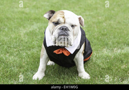 Bulldog anglais tuxedo, détail d'un chien portant costume et noeud papillon, funny animal Banque D'Images