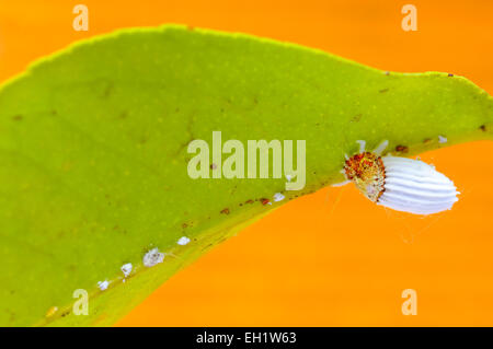 Coussin cotonneuse (Icerya purchasi cochenille) sur une feuille de citron Banque D'Images