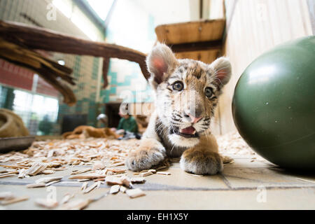 Le Tierpark Berlin, Allemagne. 5Th Mar, 2015. 12 semaines bébé tigresse Alisha est assis dans sa cage au Tierpark Berlin, Allemagne, 5 mars 2015. Le peu d'Amur tiger se déplace à Eberswalde Zoo le 10 mars. PHOTO : GREGOR FISCHER/dpa/Alamy Live News Banque D'Images