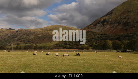 Hartsop les pâturages. Moutons Hartsop valley Banque D'Images