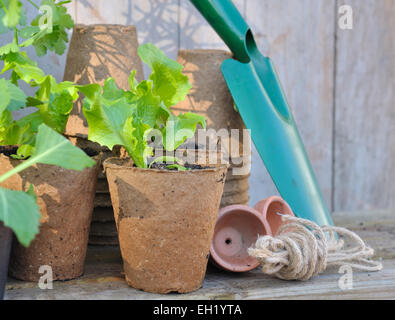 Les semis de laitue en pot biodégradable et outils de jardinage sur fond de bois Banque D'Images