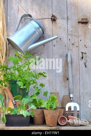 Outils et accessoires de jardinage avec des semis sur fond de bois Banque D'Images