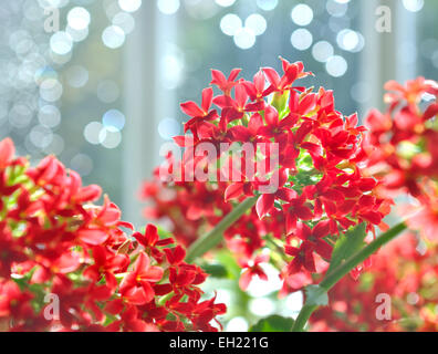 Gros plan sur une fleur Kalanchoe rouge avec bokeh Banque D'Images