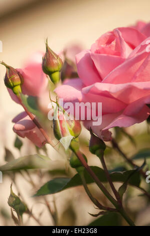 Hybrides de thé rose rose, rose fleuristes. Très vigoureux et résistant aux maladies Banque D'Images