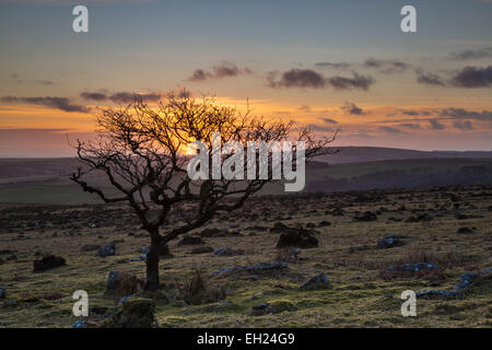 Dernière lumière du jour sur Bodmin Moor comme l'arbre isolé est éclairé par le soleil couchant Banque D'Images