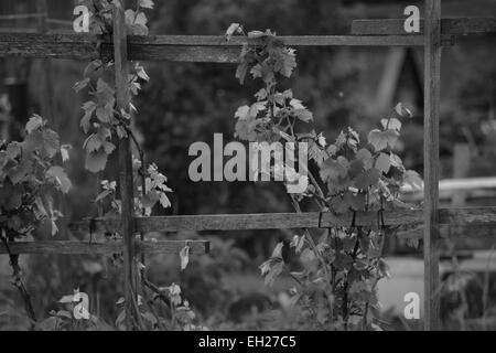 Certaines plantes de vin en grandissant à une paix de bois en noir et blanc Banque D'Images