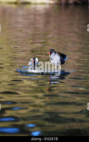 Gallinules poule-d'eau Gallinula chloropus perché sur une île dans le Queens Park étang Brighton UK Banque D'Images