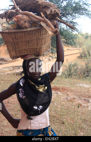 Femme non identifiée transporter le bois sur la tête à Bandiagara, dans la région de Mopti au Mali Banque D'Images