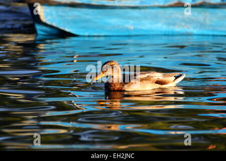 Jeune canard colvert (Anas platyrhynchos) Nager à proximité d'un bateau bleu Banque D'Images