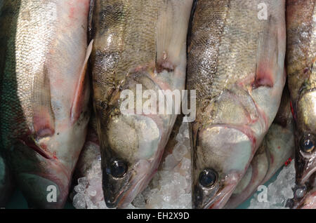Un poisson d'eau douce un produit le nom delicius est pr. Banque D'Images