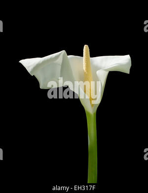 Fleurs calla blanc unique isolé sur noir. Banque D'Images