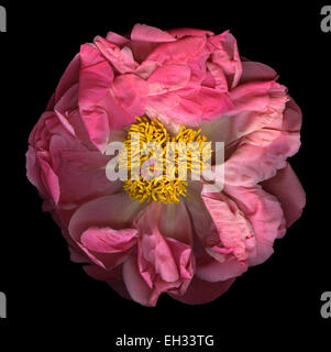 Fleur de pivoine rose isolé sur fond noir Banque D'Images