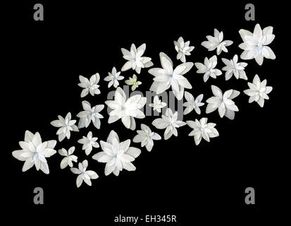 Fleurs blanc springflower isolé sur fond noir Banque D'Images