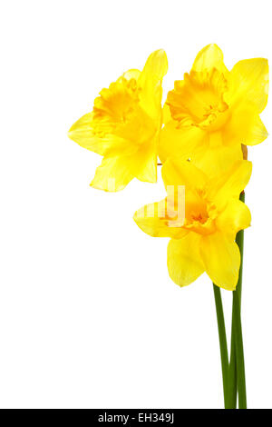 Narcisses au jaune isolé sur fond blanc avec copyspace Banque D'Images