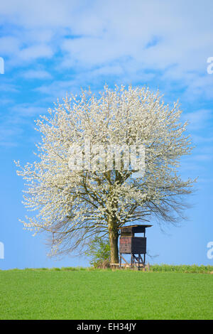 Arbre en fleurs et aveugle de chasse sur hill, Hesse, Germany, Europe Banque D'Images