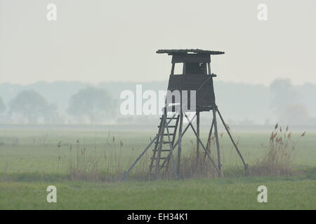 Aveugles de chasse sur pré, Hesse, Germany, Europe Banque D'Images