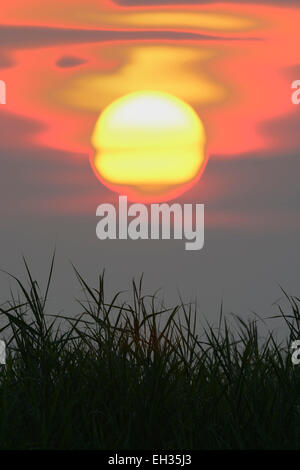 Close-up de soleil au lever du soleil, Hesse, Germany, Europe Banque D'Images