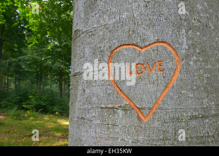 Close-up de coeur sculpté dans le tronc de l'arbre de hêtre, Spessart, Bavaria, Germany, Europe Banque D'Images