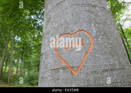 En hêtre sculpté coeur tronc d'arbre, Spessart, Bavaria, Germany, Europe Banque D'Images