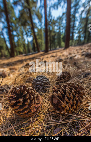 Cône de pin ponderosa et les aiguilles tombées le long du Sentier Nature cône de cendres volcaniques dans Lassen National Park, California, USA Banque D'Images