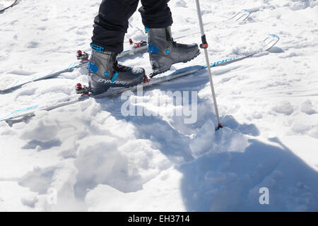 Skieurs à la mi-ajoute skins pour skis à la course de ski Thunderbolt en mars 2015 sur Mount Greylock, Adams, MA. Banque D'Images