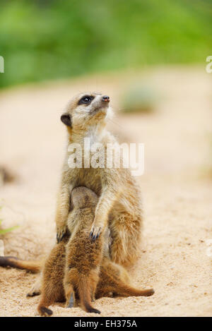 Meerkat (Suricata suricatta) mère avec les jeunes en été, Bavière, Allemagne Banque D'Images