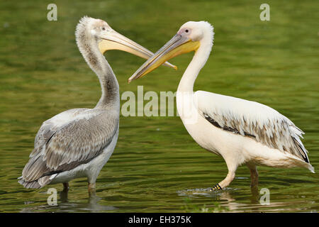 Beaucoup de pélicans blancs (Pelecanus onocrotalus) dans le lac en été, Bavière, Allemagne Banque D'Images