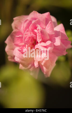 Iobelle rosier hybrides de thé avec des fleurs Banque D'Images