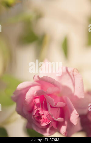 Iobelle rosier hybrides de thé avec des fleurs Banque D'Images