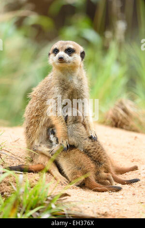 Close-up of a meerkat ou suricate (Suricata suricatta) maman avec ses jeunes en été, Bavière, Allemagne Banque D'Images