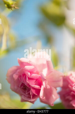 Iobelle rosier hybrides de thé avec des fleurs Banque D'Images