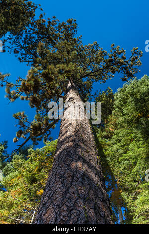 Tall Jeffrey Pine, Pinus jeffreyi, le long de la côte de Manzanita Lake dans Lassen Volcanic National Park, California, USA Banque D'Images