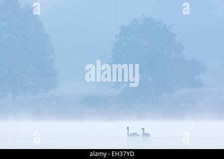 Le Cygne tuberculé (Cygnus olor) sur le lac Misty, Saxe, Allemagne Banque D'Images