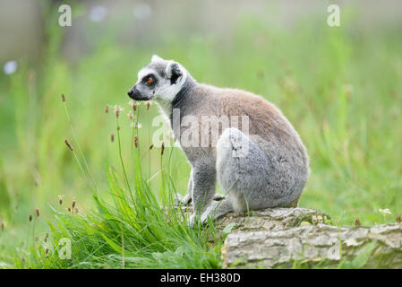 Close-up of a ring-tailed lemur (Lemur catta) sittng dans un pré en été, le Zoo Augsburg, souabe, Bavière, Allemagne Banque D'Images