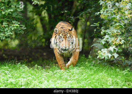 Close-up d'un tigre de Sumatra (Panthera tigris sumatrae) marcher dans le pré en été, le Zoo Augsburg, souabe, Bavière, Allemagne Banque D'Images