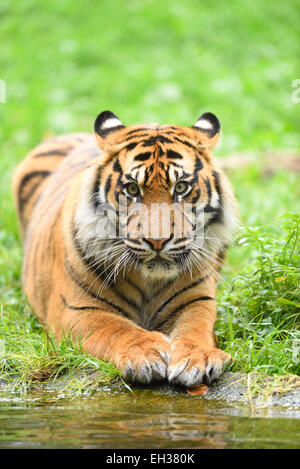 Close-up portrait of tigre de Sumatra (Panthera tigris sumatrae) couchée en été, le Zoo Augsburg, souabe, Bavière, Allemagne Banque D'Images