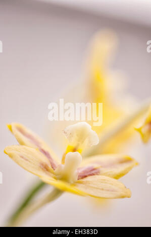 Orchidée Phalaenopsis fleur dans l'amour de Beeaar Banque D'Images