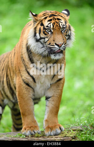 Portrait en gros plan d'un tigre de Sumatra (Panthera tigris sumatrae) dans un pré en été, le Zoo Augsburg, souabe, Bavière, Allemagne Banque D'Images
