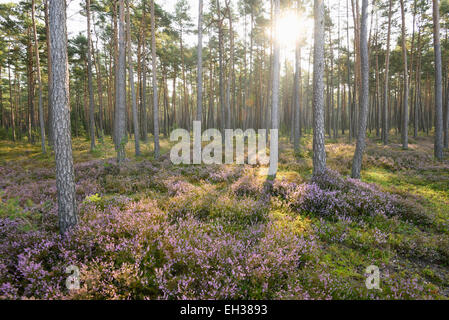 Le pin sylvestre (Pinus sylvestris) forêt de bruyère commune (Calluna vulgaris) à la fin de l'été, Haut-Palatinat, en Bavière, Allemagne Banque D'Images