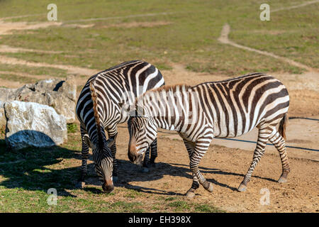 Deux zèbres manger l'herbe à Cape May County Zoo Banque D'Images