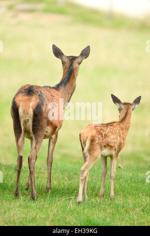 Retour de Red Deer (Cervus elaphus) femelle avec le faon sur prairie au début de l'automne, Bavière, Allemagne Banque D'Images