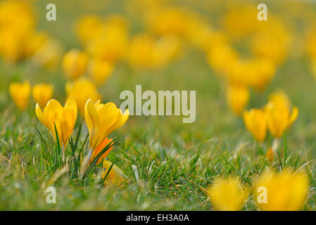 Close-up de crocus au début du printemps, Schwerin, Bade-Wurtemberg, Rhénanie-Palatinat, Allemagne Banque D'Images