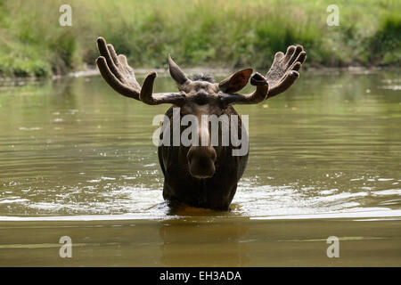 Portrait de l'Orignal (Alces alces) dans l'eau, de l'Allemagne Banque D'Images