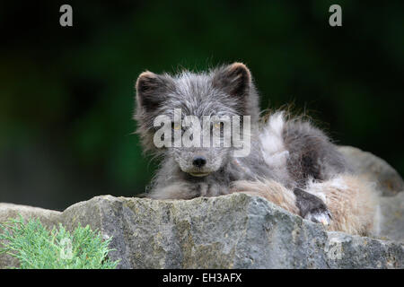 Portrait en gros plan d'un adulte, le renard arctique (Alopex lagopus), Allemagne Banque D'Images