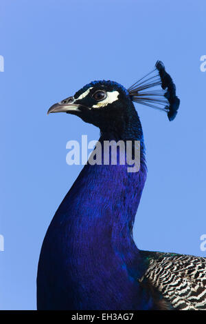 Close-up Portrait of a male Peacock (Pavo cristatus), Allemagne Banque D'Images
