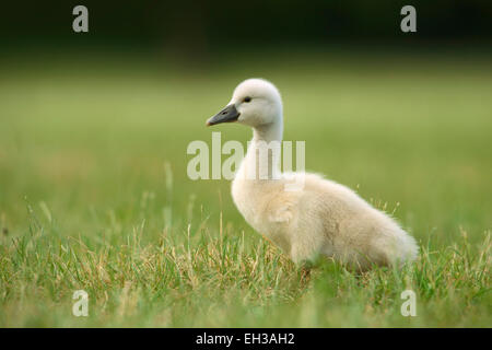 Portrait de Cygne tuberculé (Cygnus olor) Cygnet, Allemagne Banque D'Images