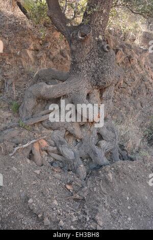 Les racines des arbres de chêne noueux Bisbee, Arizona - USA Banque D'Images