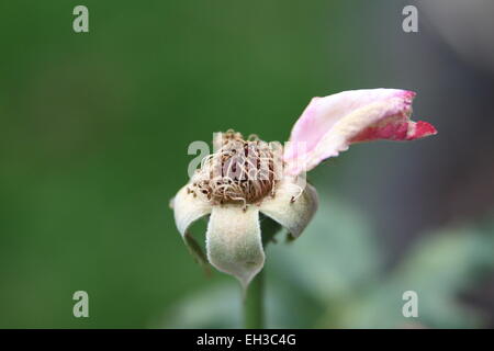 Close up de flétrissement fleur avec un pétale Banque D'Images