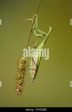 Mantis religiosa sur un brin d'herbe Banque D'Images